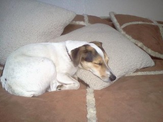 White Dog Sleeping On The Pillow