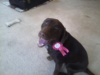 Brown Dog With Ribbon