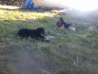 Two Dogs Resting Under The Shade